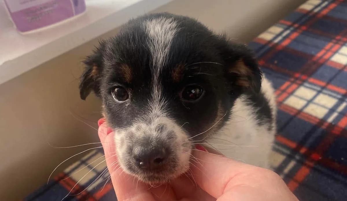 Helin, puppy Mixed Breed for adoption at Ein Herz für Streuner e.V., München