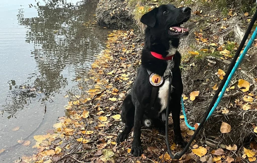 Helios, weiß male 5yo Mixed Breed for adoption at Ein Herz für Streuner e.V., München