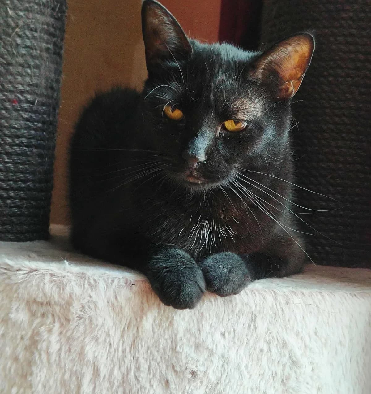 Hella, female 4yo Mixed Breed for adoption at Ein Herz für Streuner e.V., München