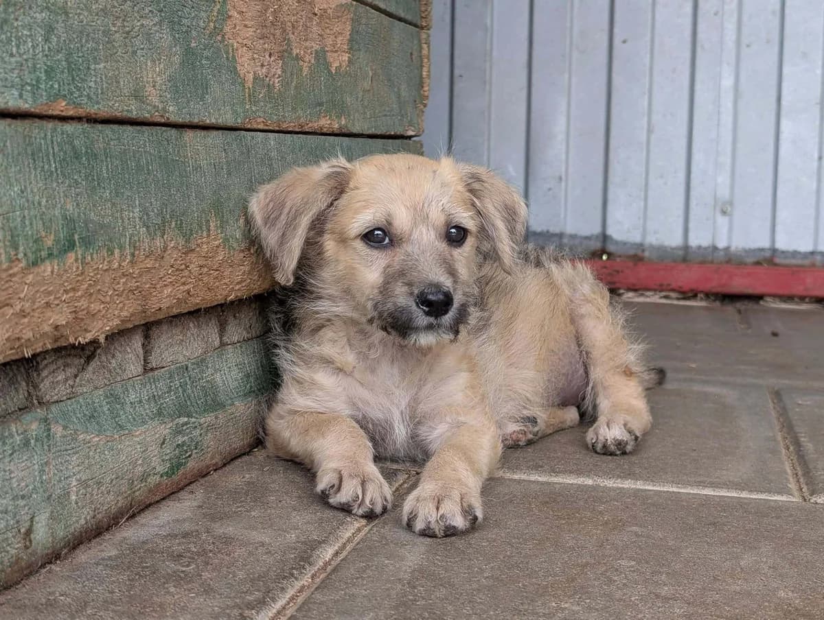 Hella, female puppy Mixed Breed for adoption at Ein Herz für Streuner e.V., München