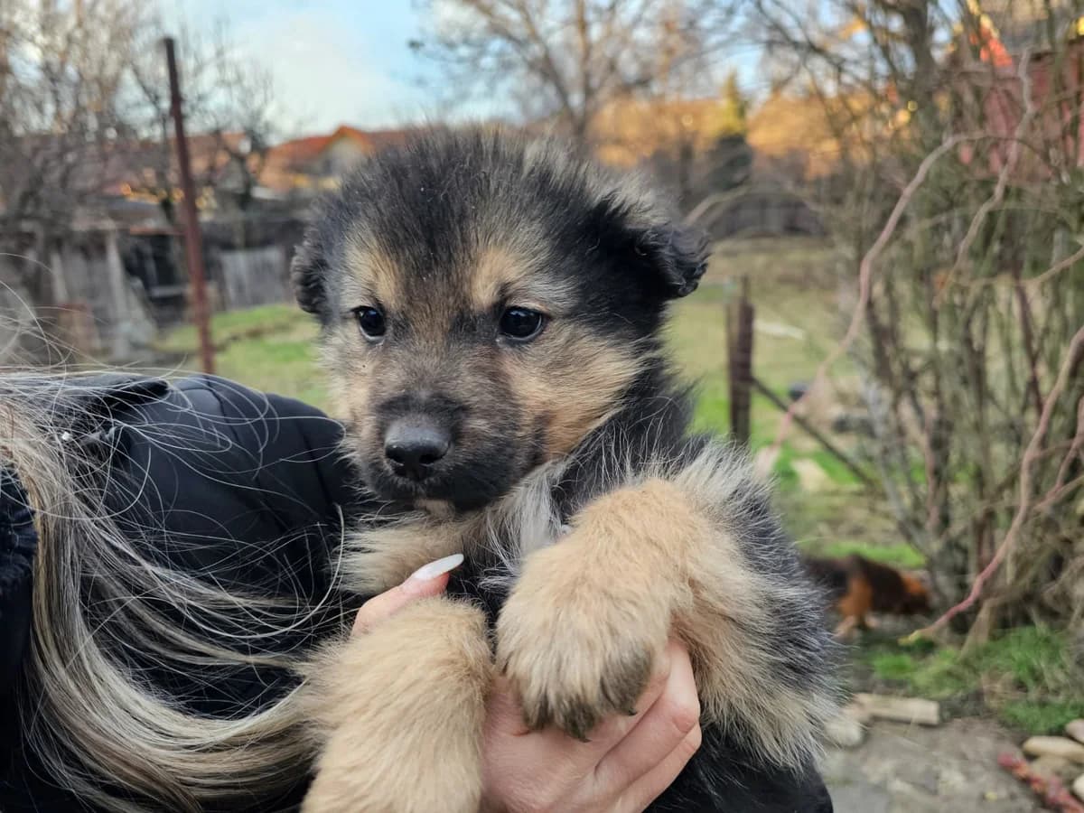 Helli, puppy Mixed Breed for adoption at Ein Herz für Streuner e.V., München
