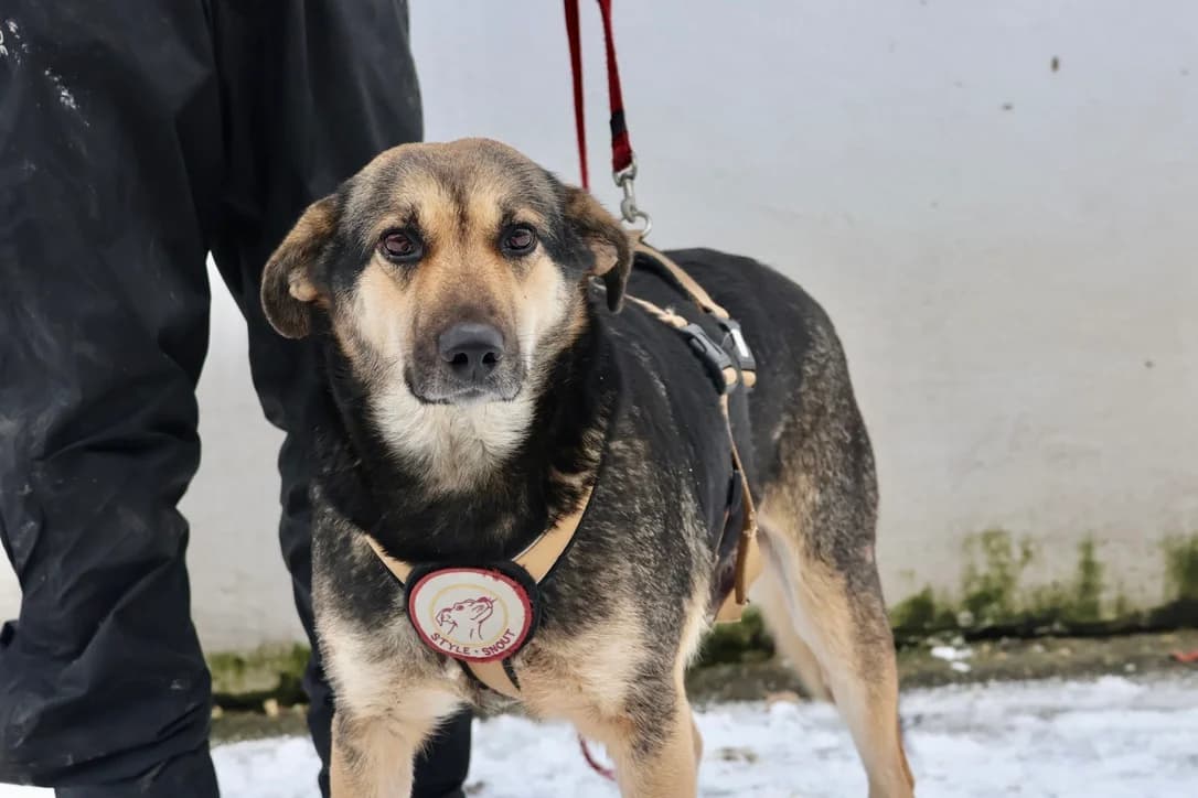 Helly, female young Mixed Breed for adoption at Ein Herz für Streuner e.V., München