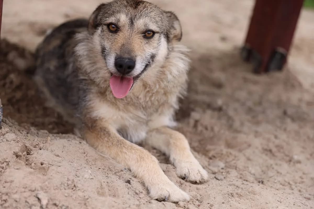 Heni, female 5yo Mixed Breed for adoption at Ein Herz für Streuner e.V., München