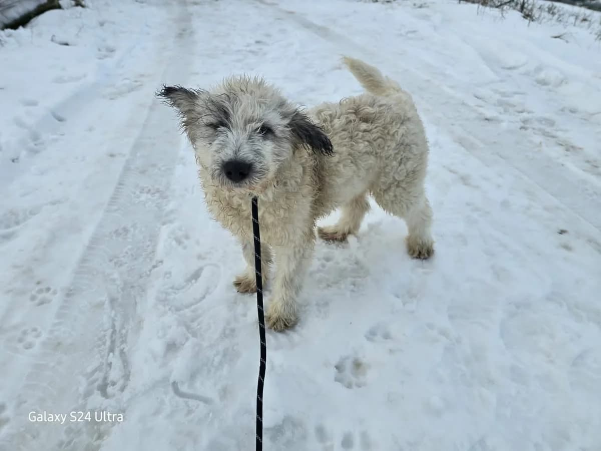 Hennes, male puppy Mixed Breed for adoption at Ein Herz für Streuner e.V., München