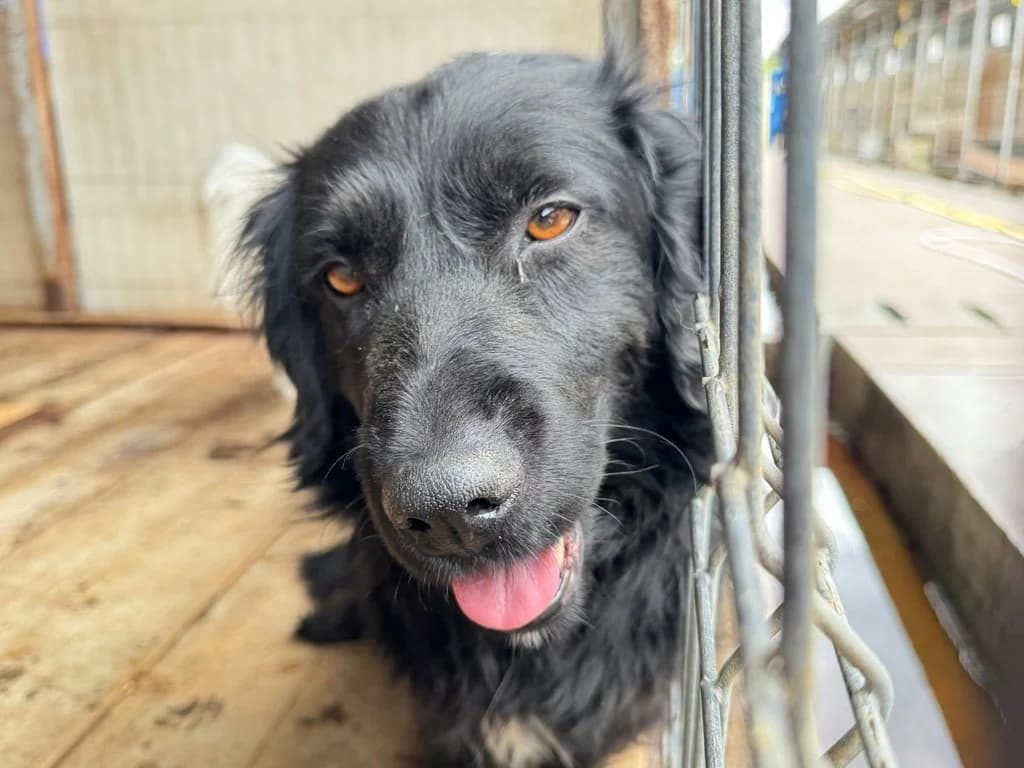 Henning, weiß male 4yo Mixed Breed for adoption at Ein Herz für Streuner e.V., München