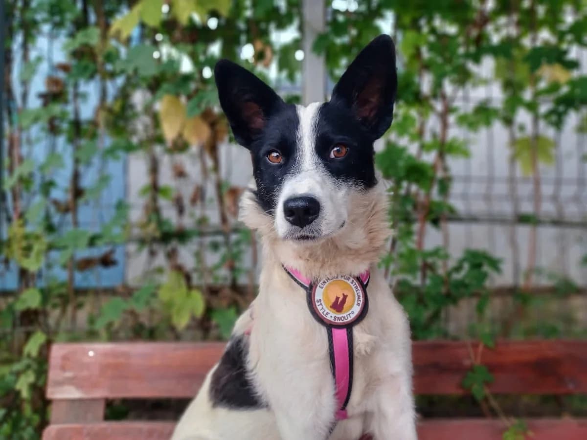 Henny, female 4yo Mixed Breed for adoption at Ein Herz für Streuner e.V., München