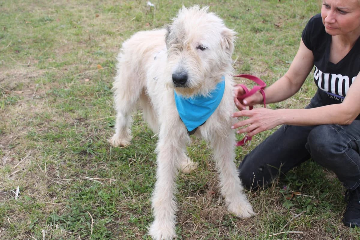 Henri, male 3yo Mixed Breed for adoption at Ein Herz für Streuner e.V., München