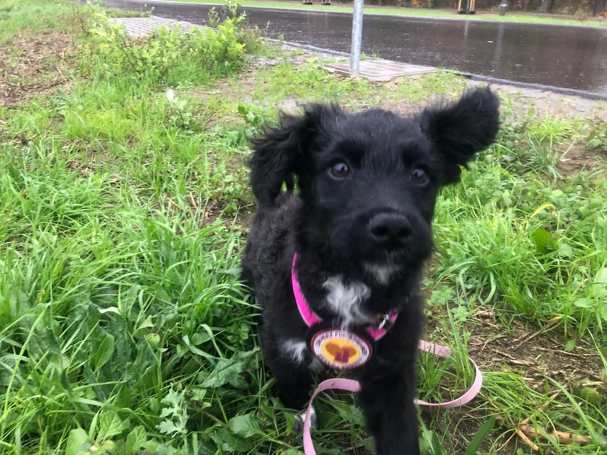 Henrietta, weiß female puppy Mixed Breed for adoption at Ein Herz für Streuner e.V., München
