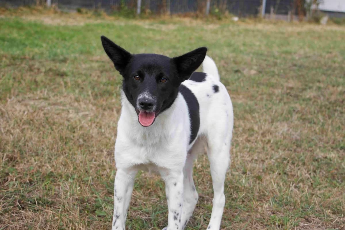 Henrietta, schwarz female puppy Mixed Breed for adoption at Ein Herz für Streuner e.V., München