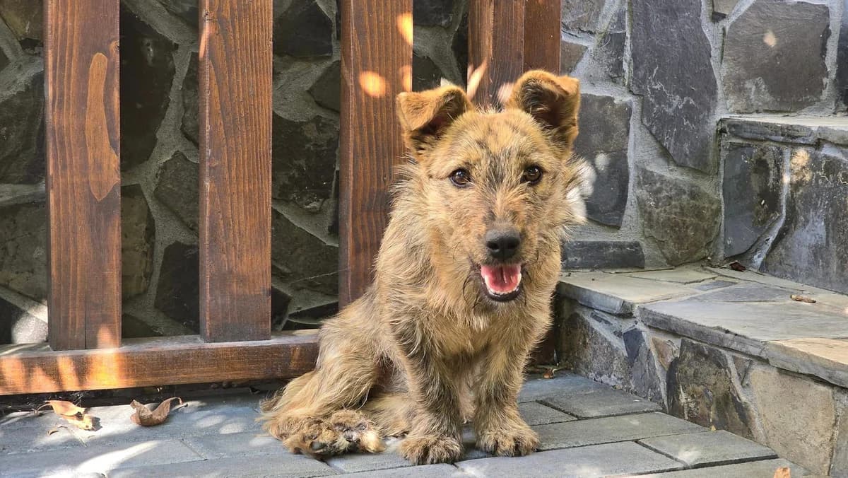 Henriette, female young Mixed Breed for adoption at Ein Herz für Streuner e.V., München