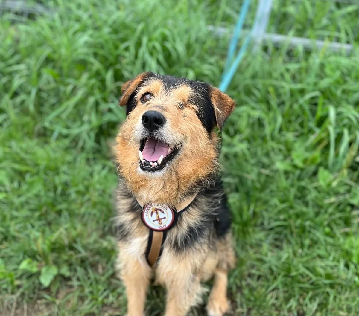 Henry, male 6yo Mixed Breed for adoption at Ein Herz für Streuner e.V., München