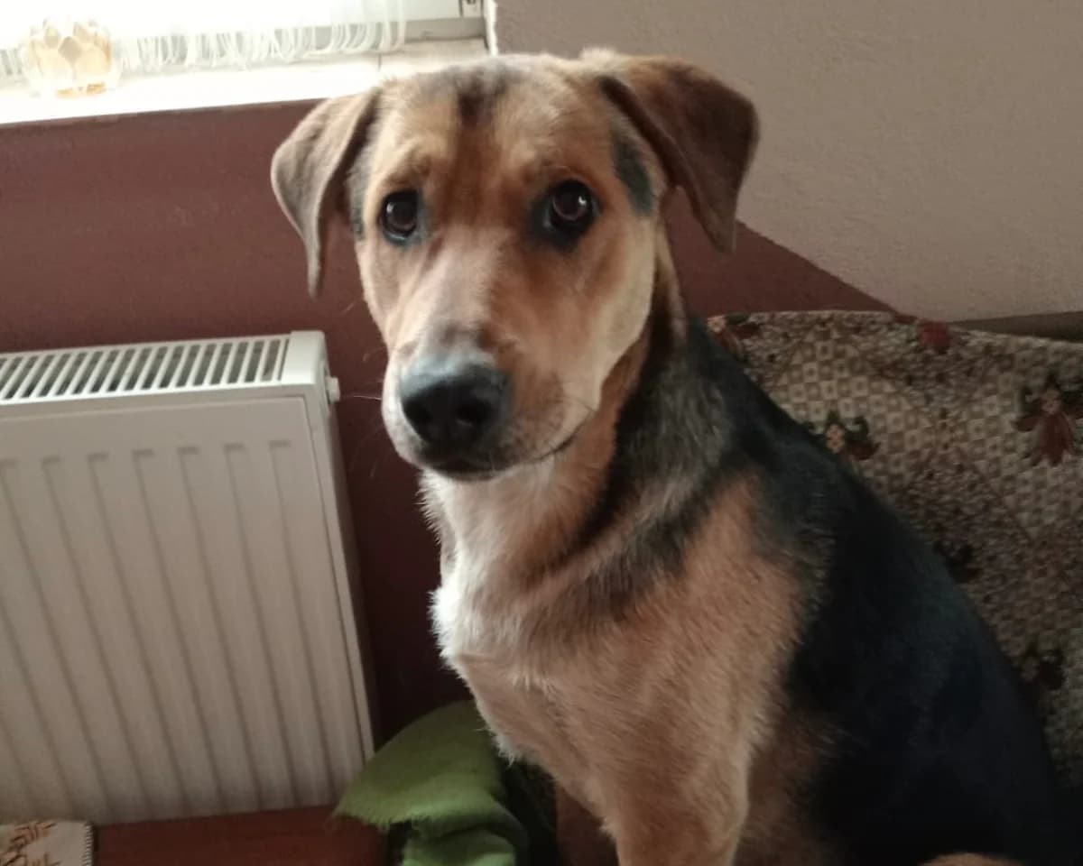 Henry, male puppy Mixed Breed for adoption at Ein Herz für Streuner e.V., München