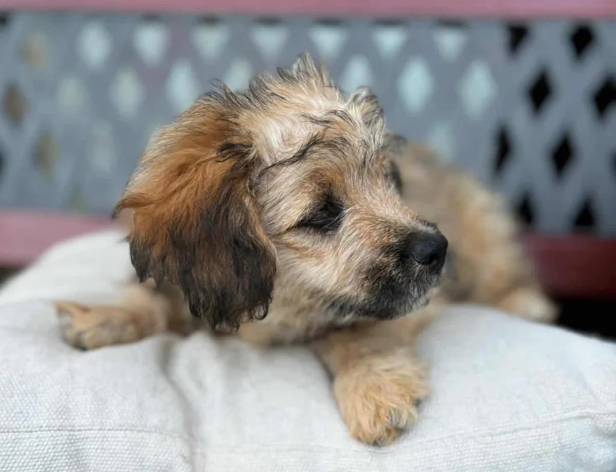 Henry-Louis, braun male puppy Mixed Breed for adoption at Ein Herz für Streuner e.V., München