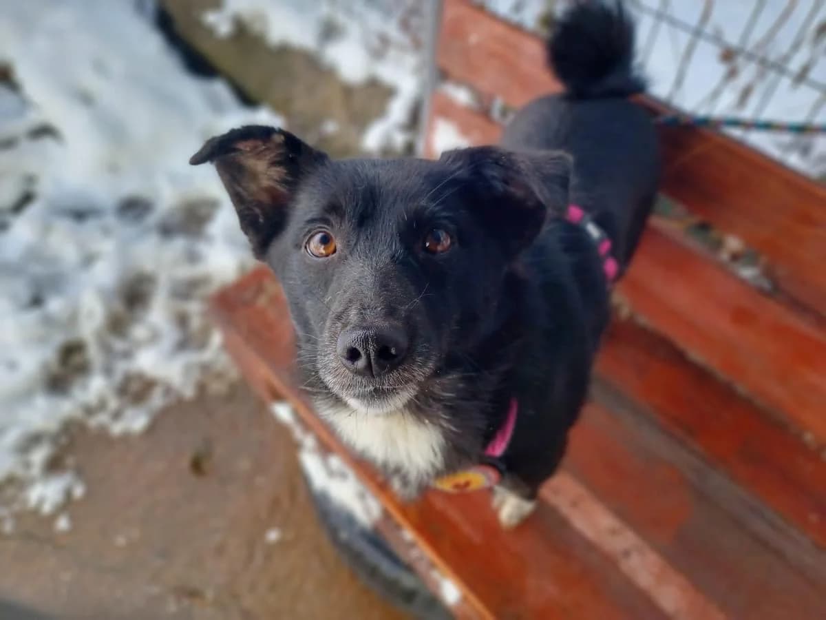 Hera, weiß female young Mixed Breed for adoption at Ein Herz für Streuner e.V., München