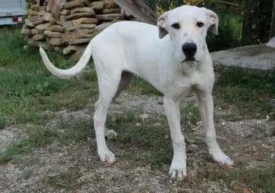 Hera, female puppy Mixed Breed for adoption at Ein Herz für Streuner e.V., München