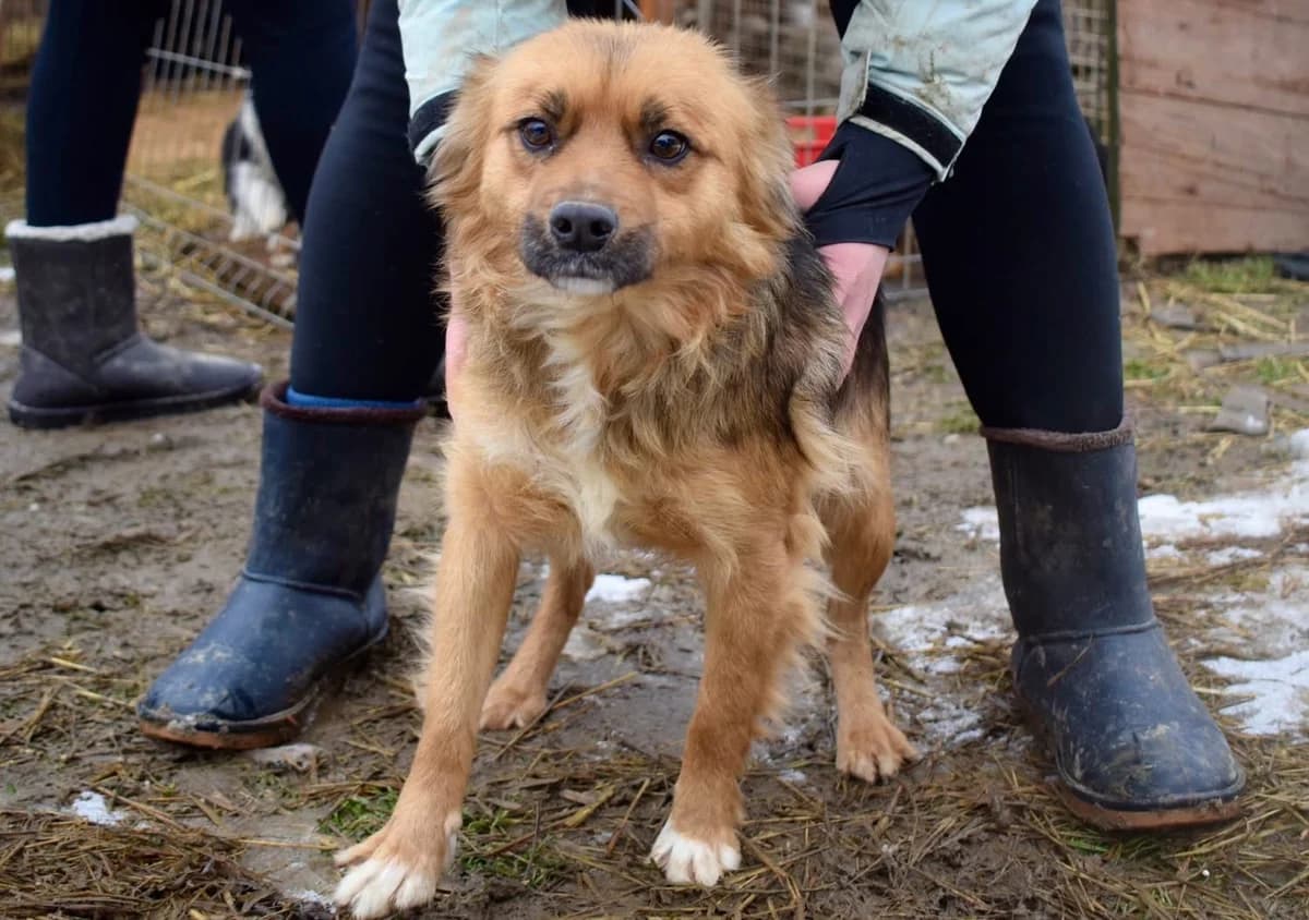 Hera, puppy Mixed Breed for adoption at Ein Herz für Streuner e.V., München