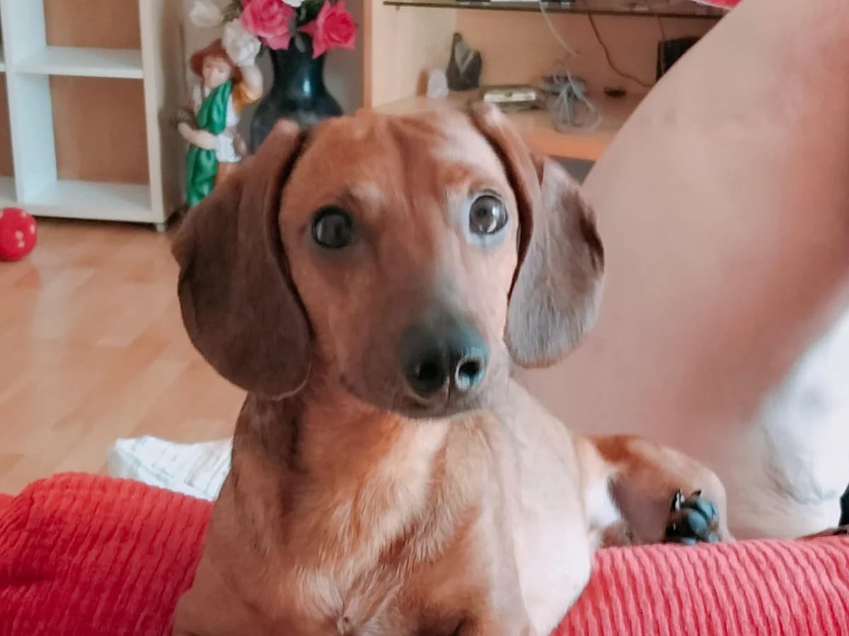 Herbi, male 4yo Mixed Breed for adoption at Ein Herz für Streuner e.V., München