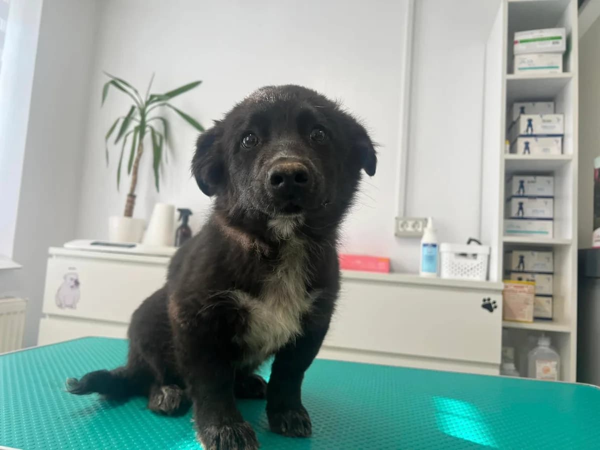 Hercules, weiß male puppy Mixed Breed for adoption at Ein Herz für Streuner e.V., München