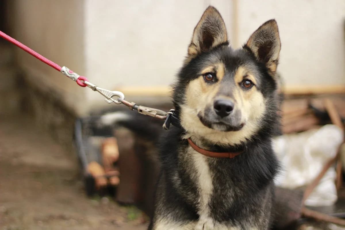 Herkules, male young Mixed Breed for adoption at Ein Herz für Streuner e.V., München