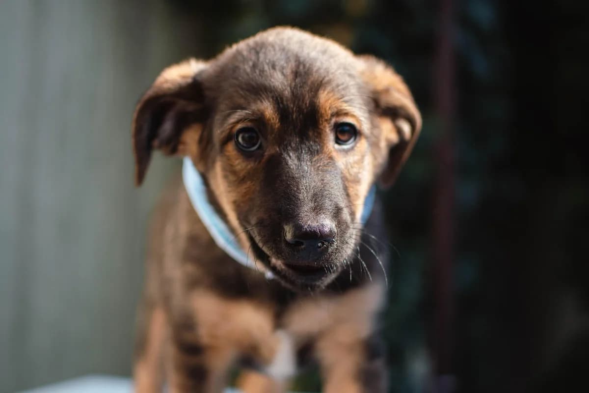 Hermes, weiß male puppy Mixed Breed for adoption at Ein Herz für Streuner e.V., München