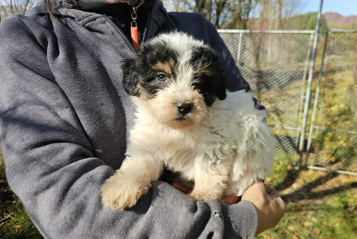 Hermi, weiß female puppy Mixed Breed for adoption at Ein Herz für Streuner e.V., München
