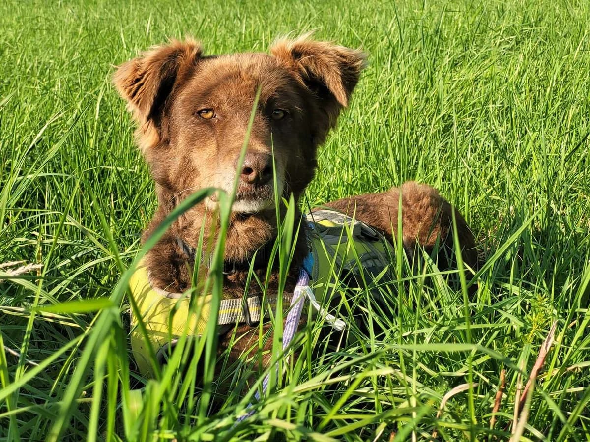 Hermine, female 5yo Mixed Breed for adoption at Ein Herz für Streuner e.V., München