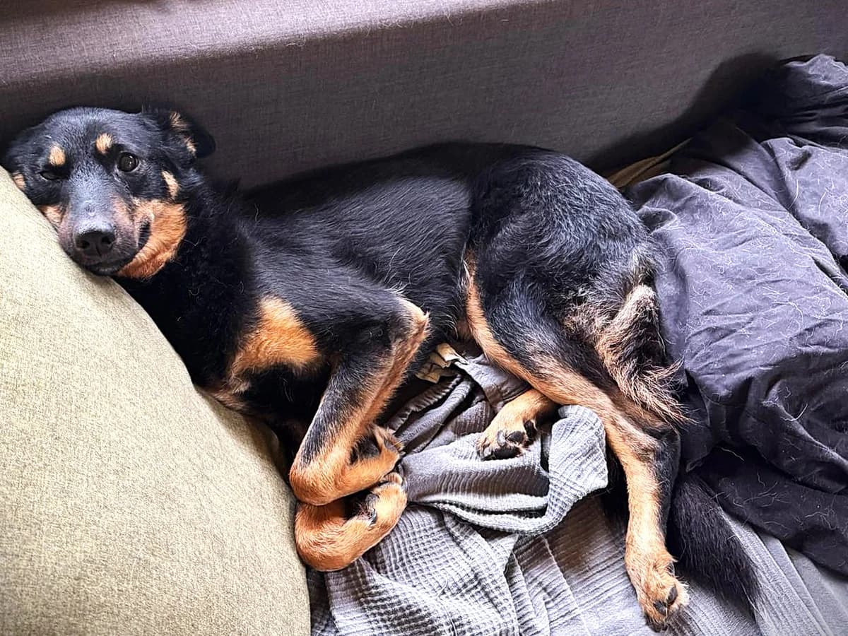 Hero, male 6yo Mixed Breed for adoption at Ein Herz für Streuner e.V., München