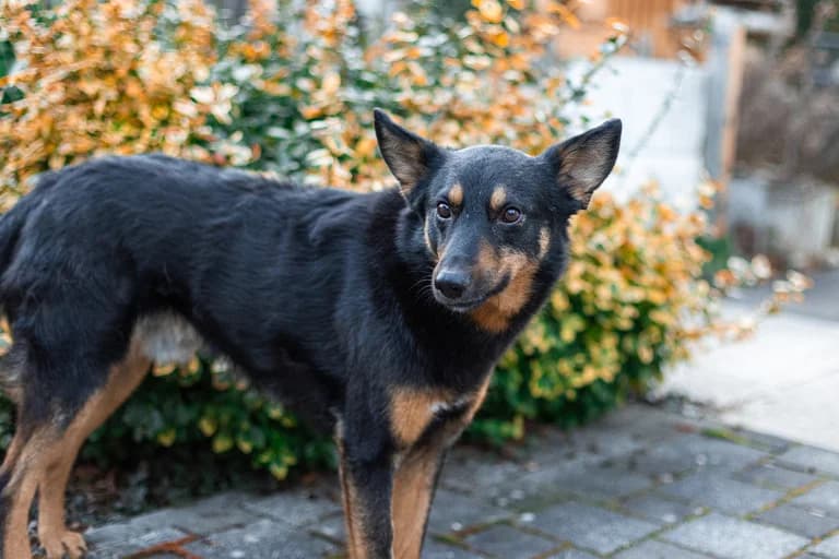 Hero, male 6yo Mixed Breed for adoption at Ein Herz für Streuner e.V., München