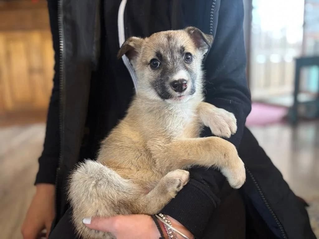 Herr Hans, weiß male puppy Mixed Breed for adoption at Ein Herz für Streuner e.V., München