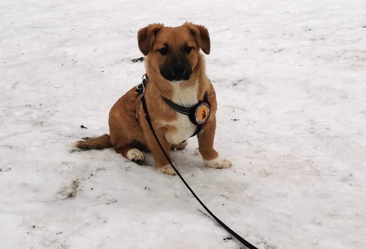 Herr SchrÖDer, weiß male puppy Mixed Breed for adoption at Ein Herz für Streuner e.V., München