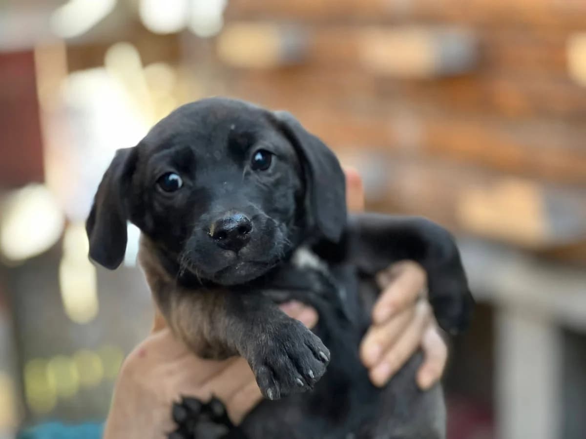 Herr Von BÜLow, schwarz male puppy Mixed Breed for adoption at Ein Herz für Streuner e.V., München