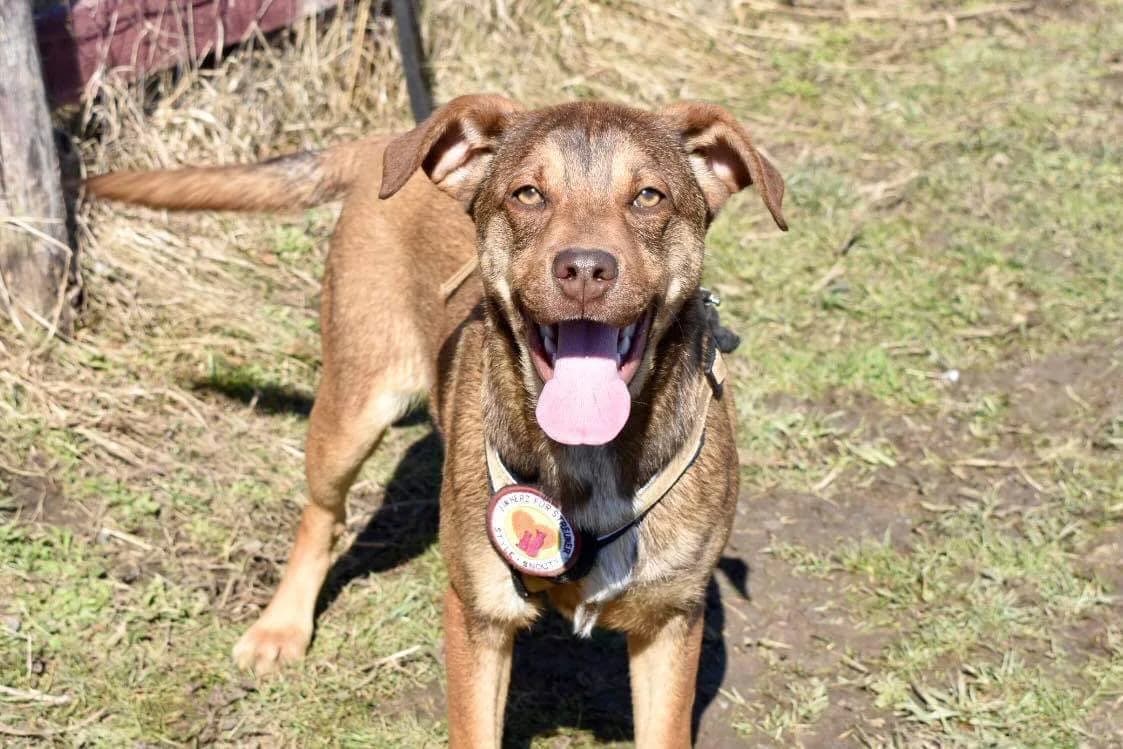 Herta, female 3yo Mixed Breed for adoption at Ein Herz für Streuner e.V., München
