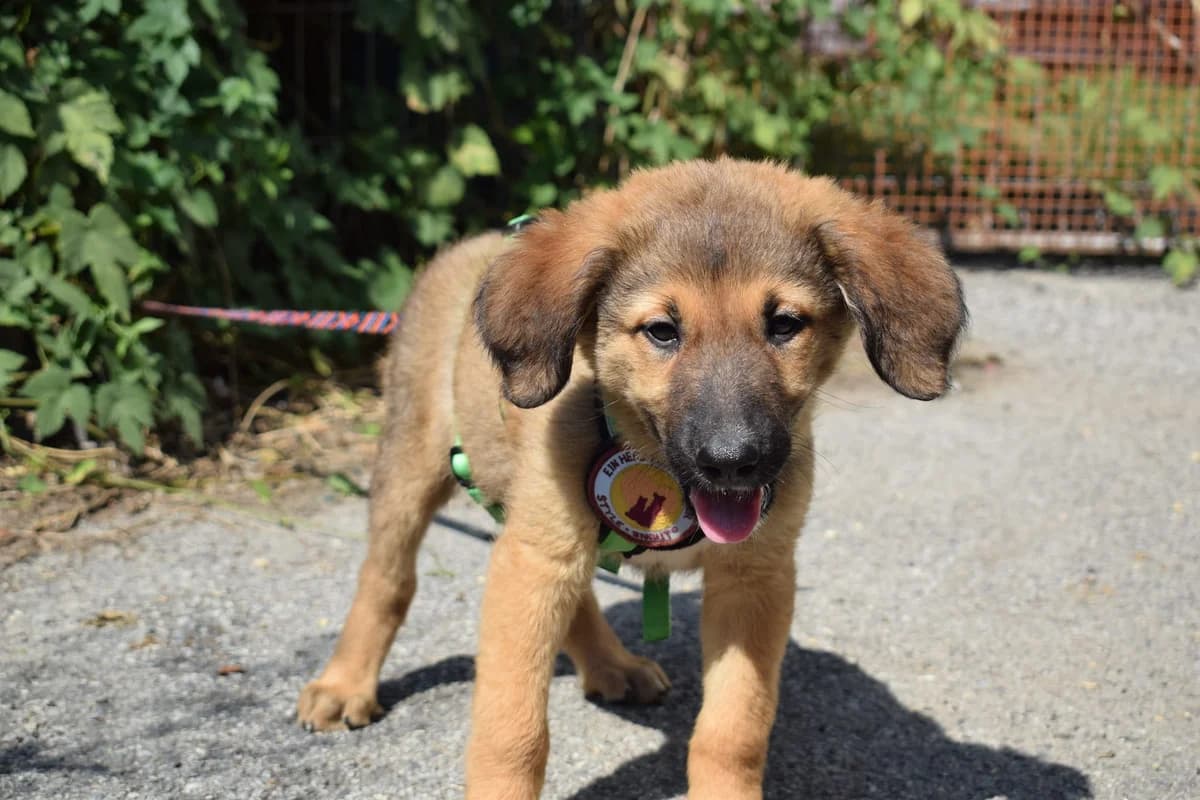 Hertha, female puppy Mixed Breed for adoption at Ein Herz für Streuner e.V., München