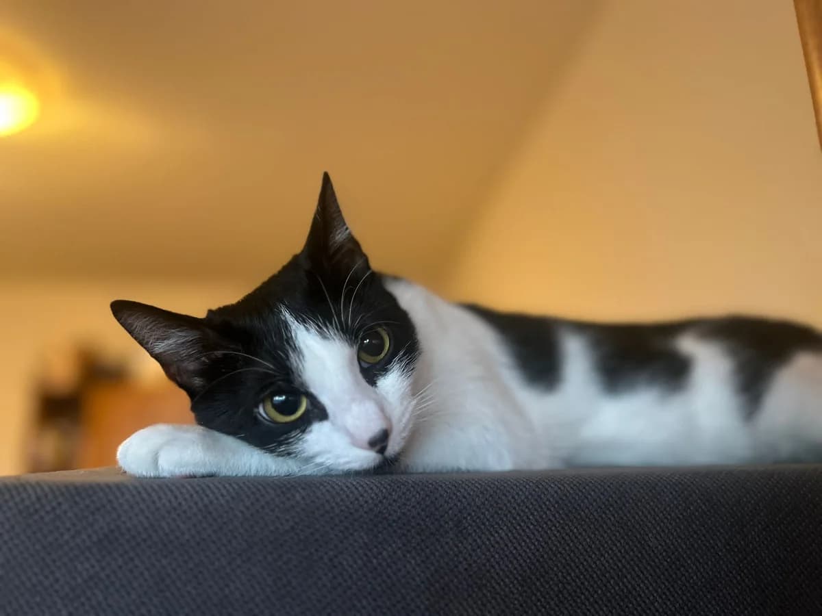 Herti, female 5yo Mixed Breed for adoption at Ein Herz für Streuner e.V., München
