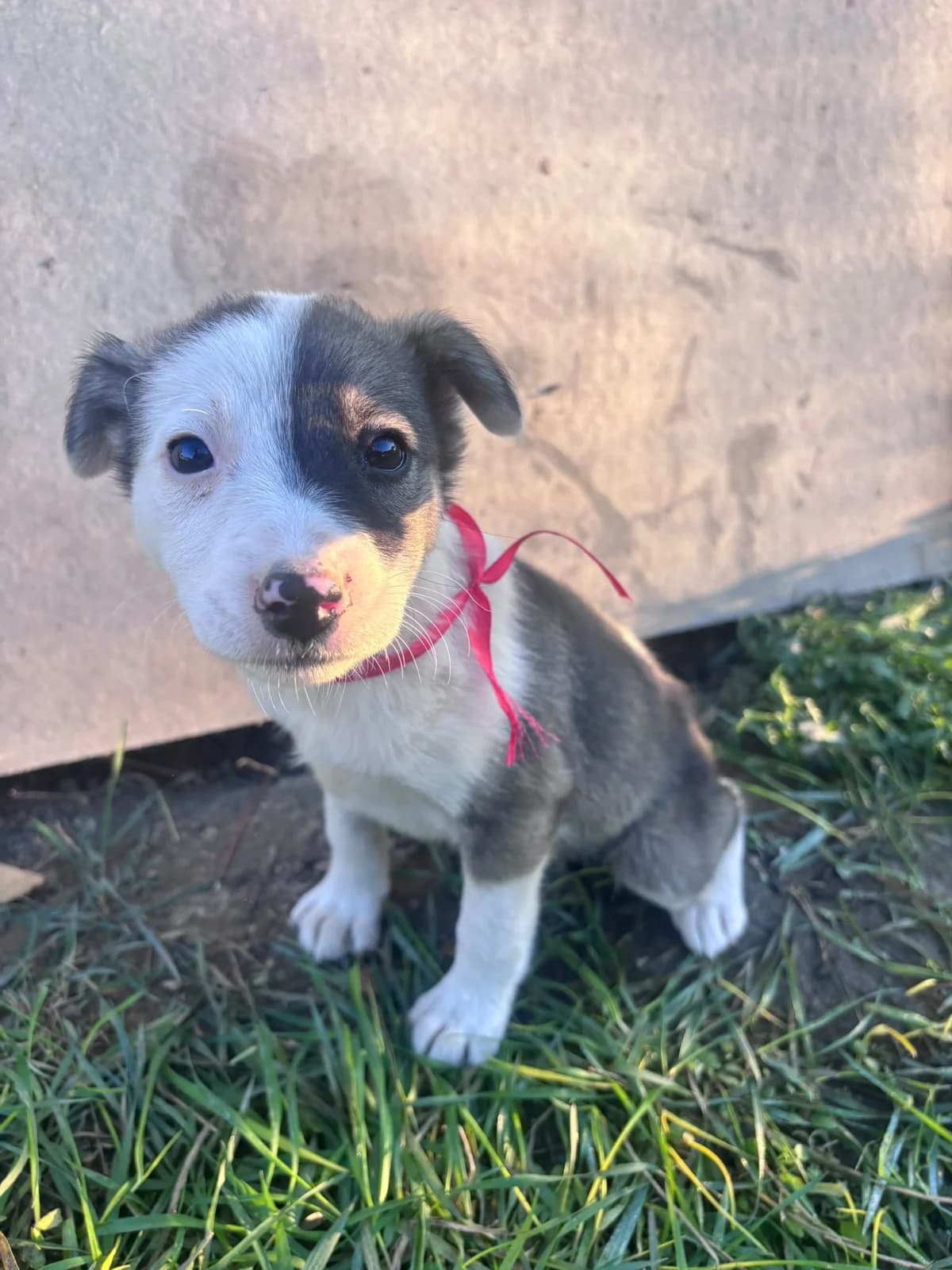 Herzblatt, female puppy Mixed Breed for adoption at Ein Herz für Streuner e.V., München
