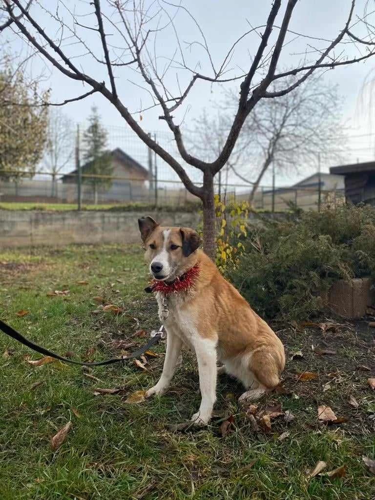 Herzi, female senior Mixed Breed for adoption at Ein Herz für Streuner e.V., München
