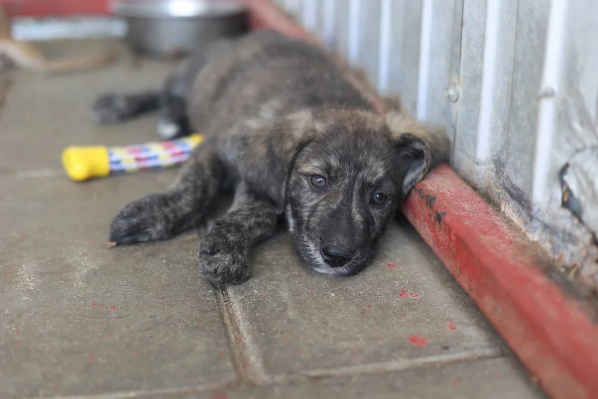 Hestia, braun female puppy Mixed Breed for adoption at Ein Herz für Streuner e.V., München