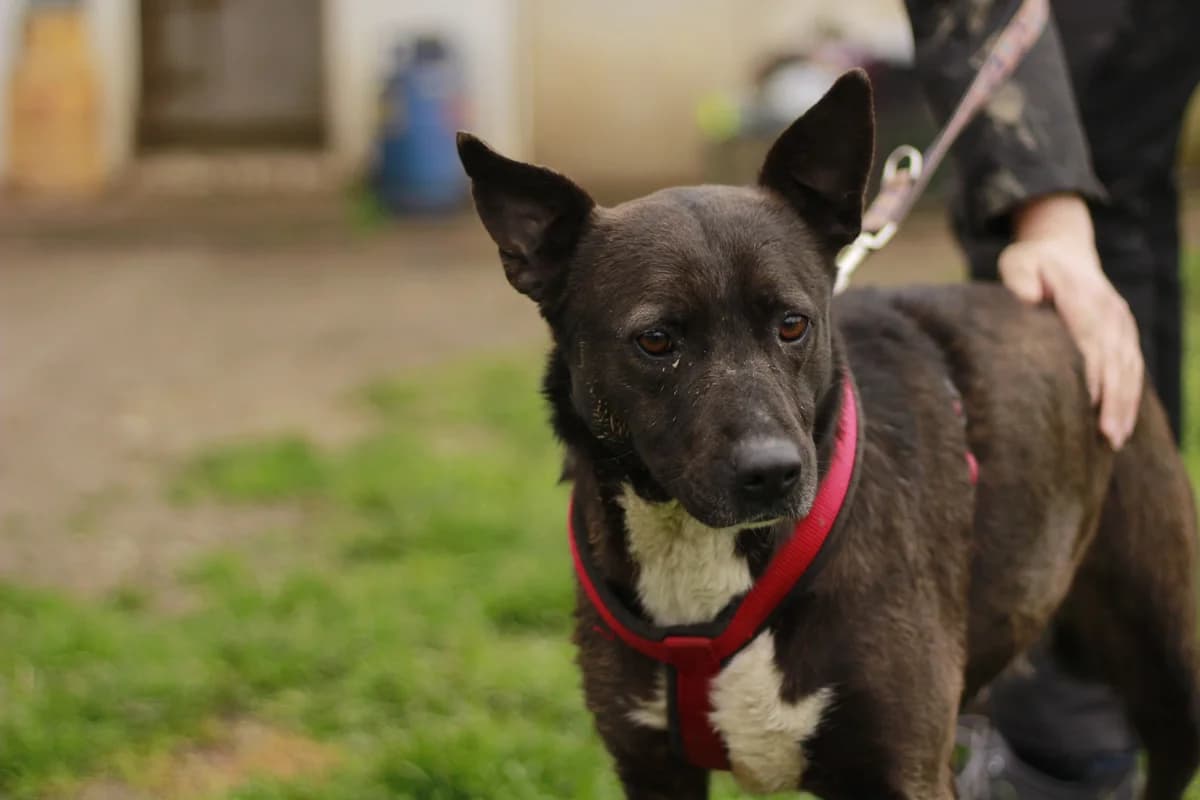 Hetti, female 5yo Mixed Breed for adoption at Ein Herz für Streuner e.V., München