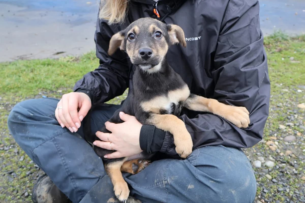 Hetti, schwarz female puppy Mixed Breed for adoption at Ein Herz für Streuner e.V., München