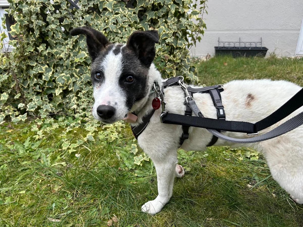 Hetty, female puppy Mixed Breed for adoption at Ein Herz für Streuner e.V., München