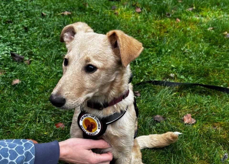 Hetty, female puppy Mixed Breed for adoption at Ein Herz für Streuner e.V., München