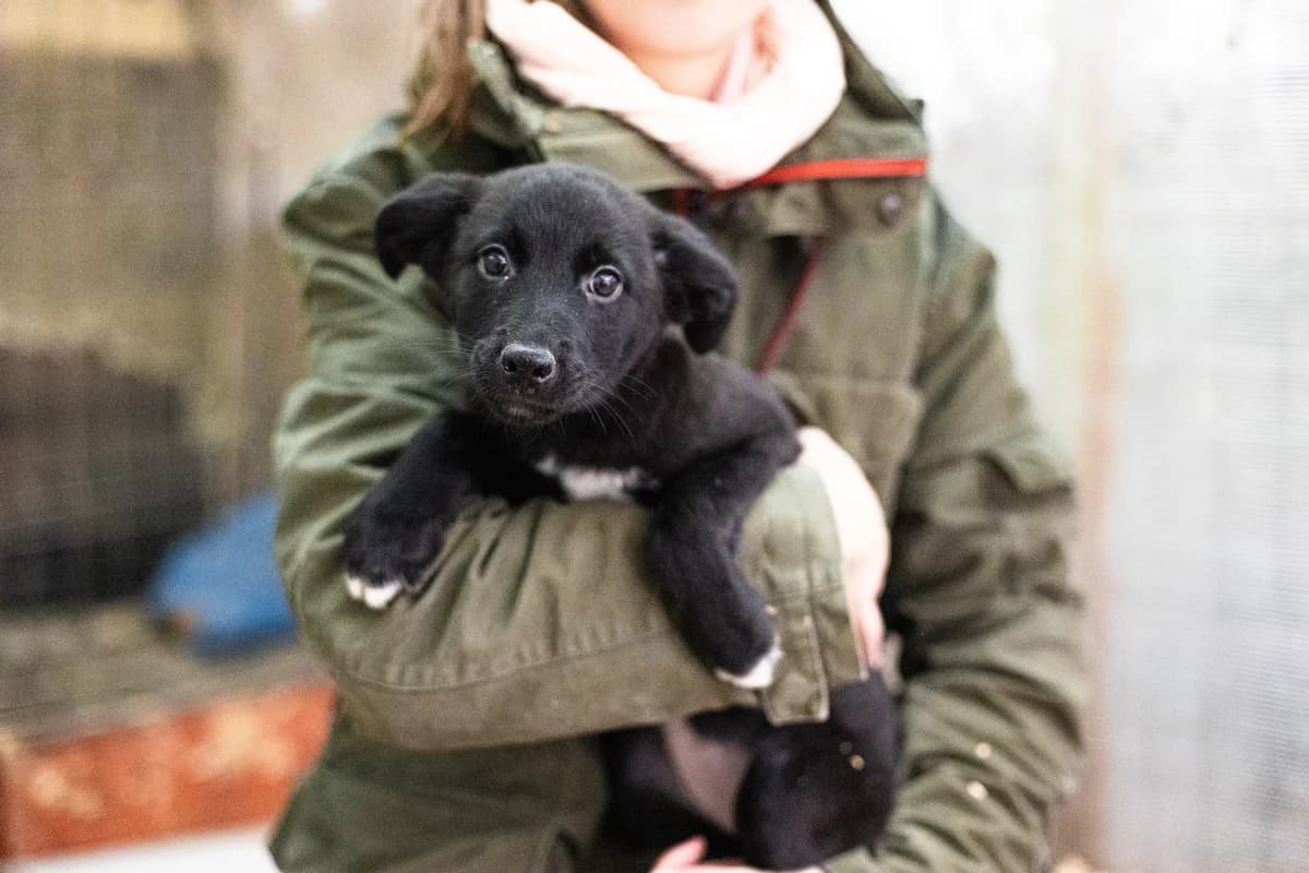 Hexe, puppy Mixed Breed for adoption at Ein Herz für Streuner e.V., München