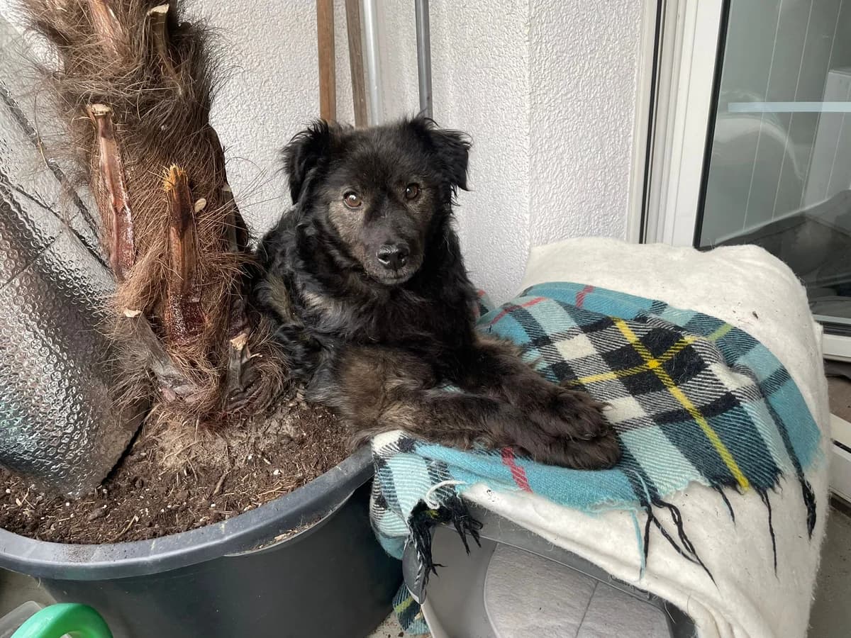 Hidalgo, male 5yo Mixed Breed for adoption at Ein Herz für Streuner e.V., München
