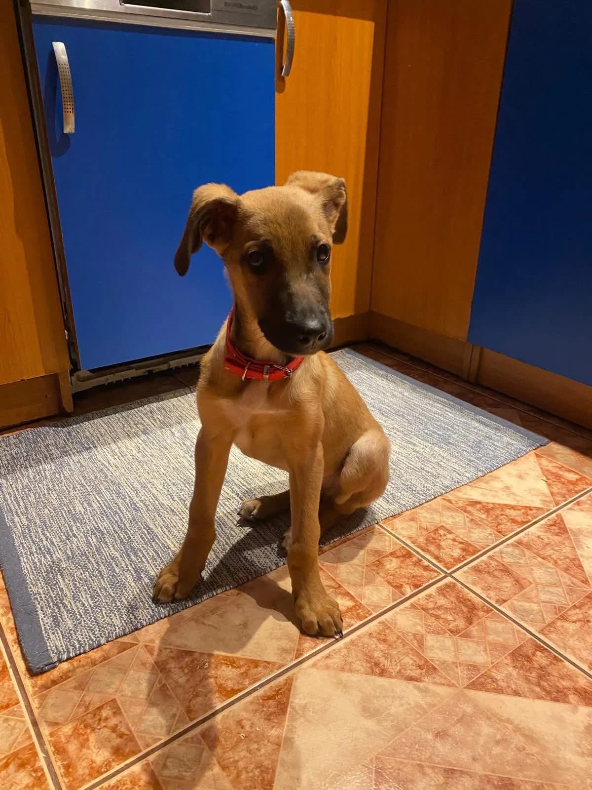 Higgins, male puppy Mixed Breed for adoption at Ein Herz für Streuner e.V., München
