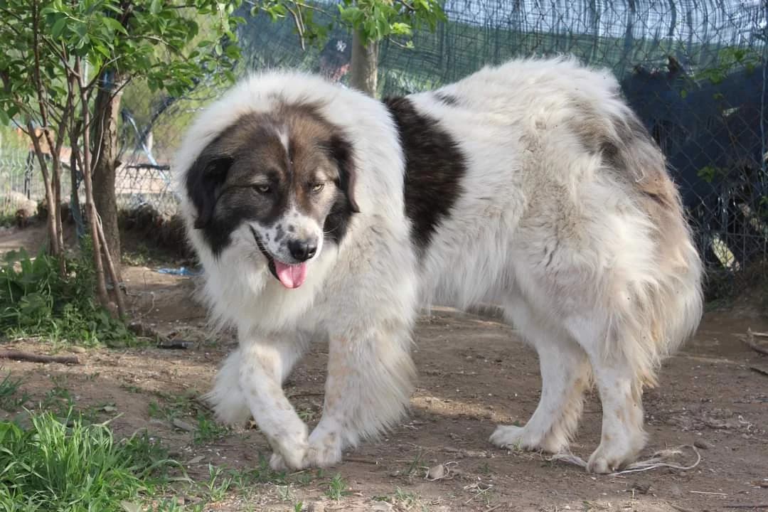 Hilda, female 5yo Mixed Breed for adoption at Ein Herz für Streuner e.V., München