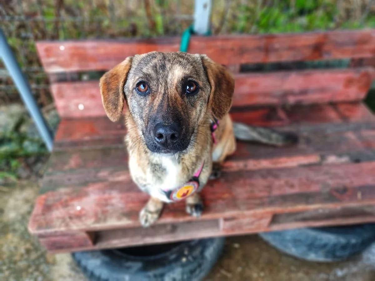 Hilde, braun female young Mixed Breed for adoption at Ein Herz für Streuner e.V., München