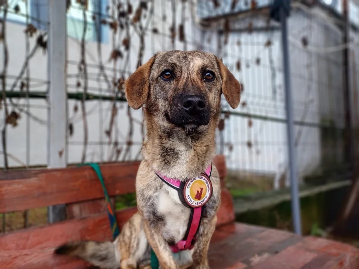 Hilde, braun female young Mixed Breed for adoption at Ein Herz für Streuner e.V., München