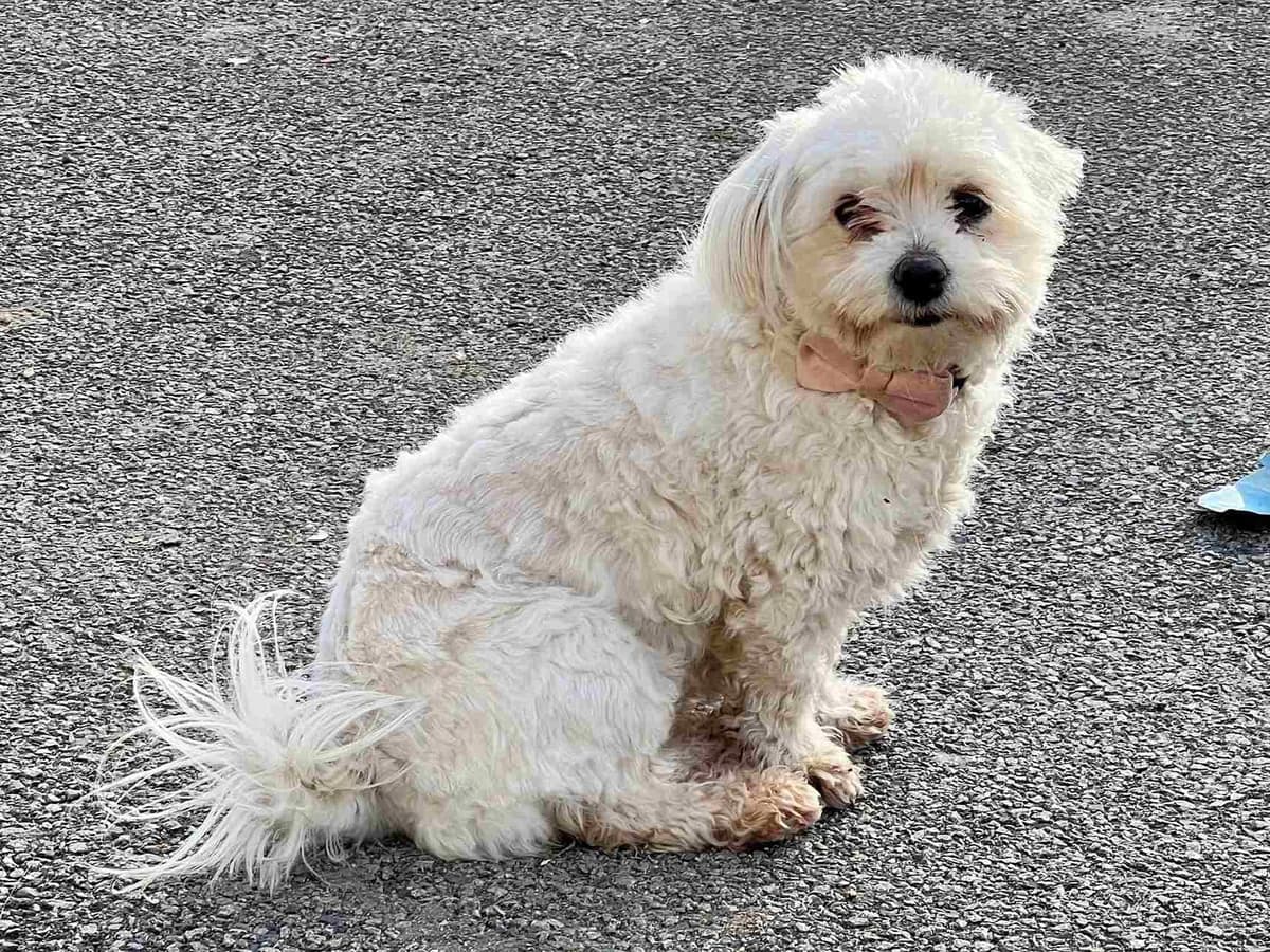 Hilde, puppy Mixed Breed for adoption at Ein Herz für Streuner e.V., München