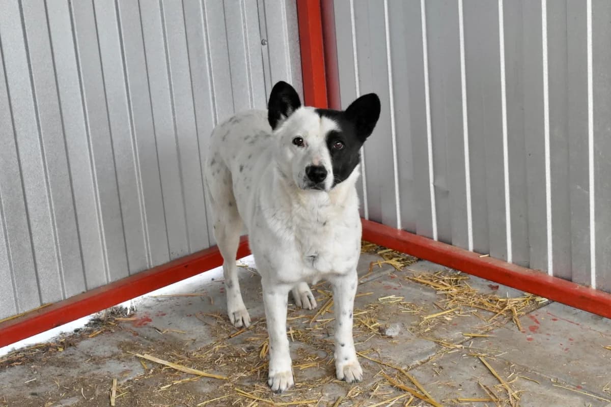 Hilde, schwarz female 5yo Mixed Breed for adoption at Ein Herz für Streuner e.V., München