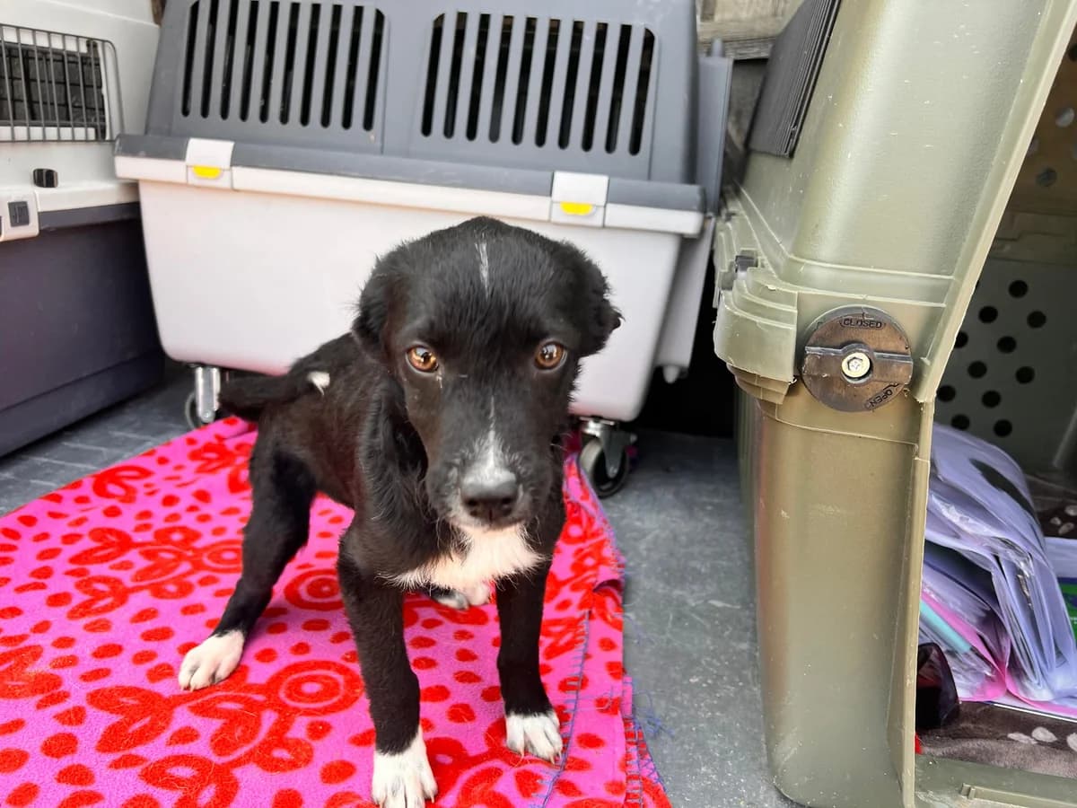 Hilja, weiß female puppy Mixed Breed for adoption at Ein Herz für Streuner e.V., München